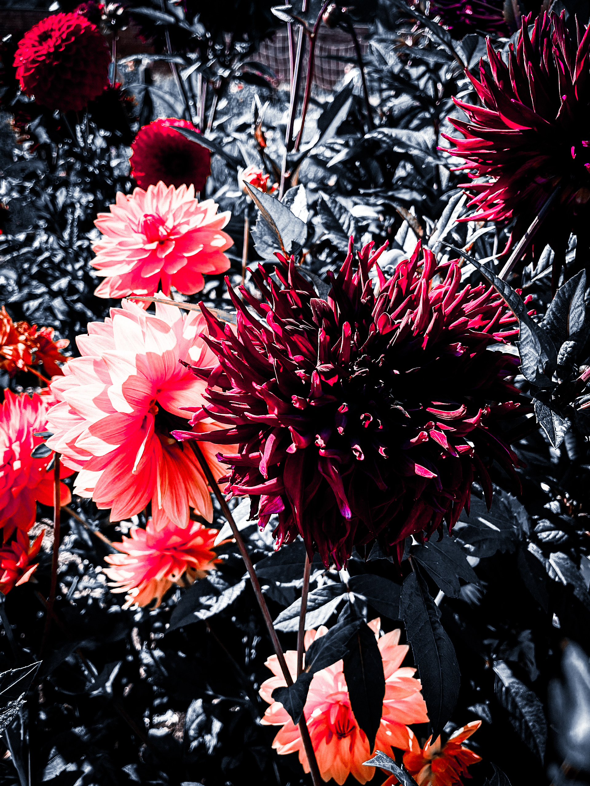 Summer Flowers in Bloom BLVCK